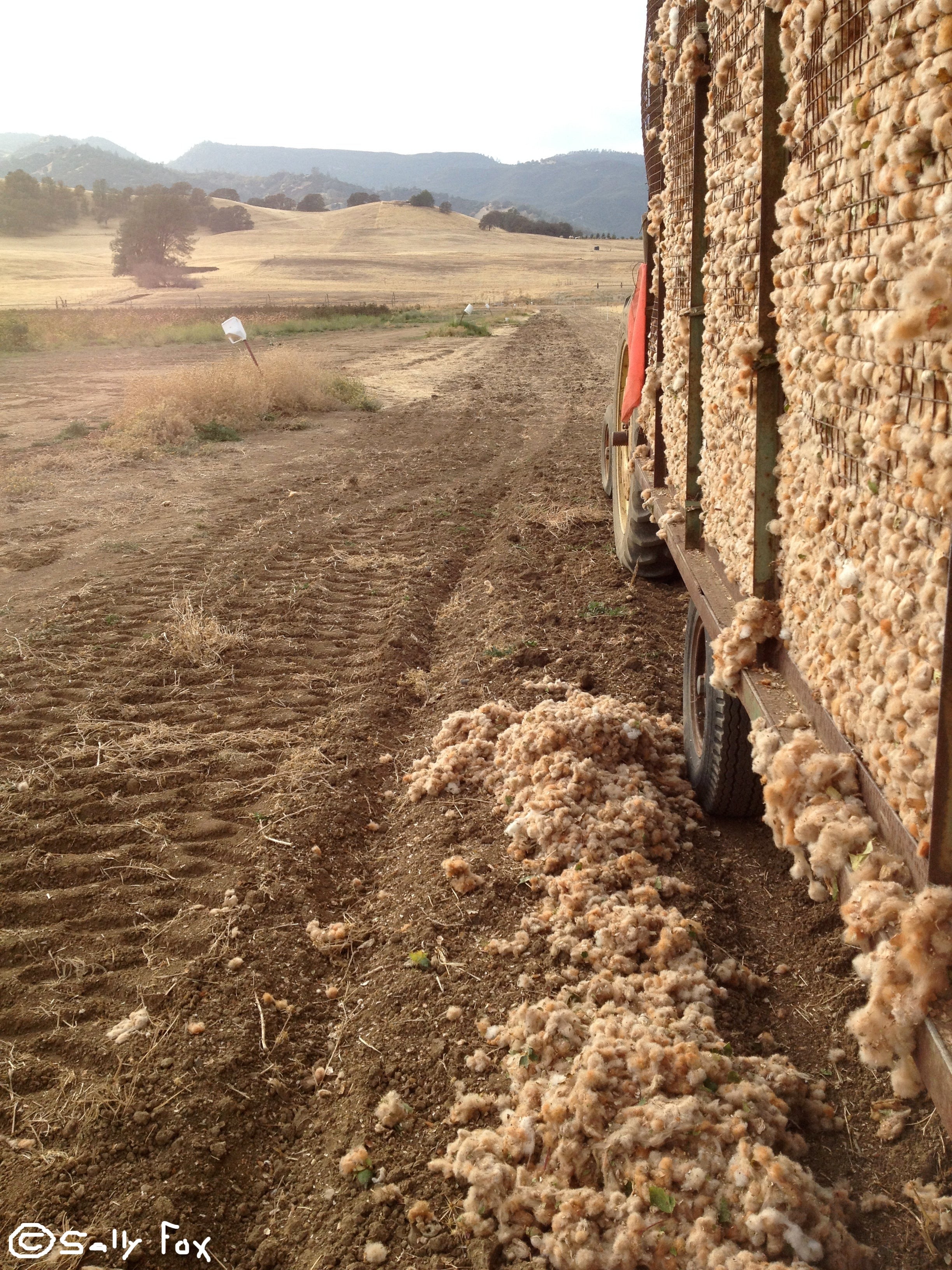 Sally Fox's Farm Brown Colorganic cotton