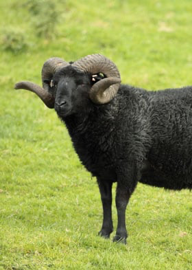 Undyed Hebridean Wool Hand-Knit Gloves
