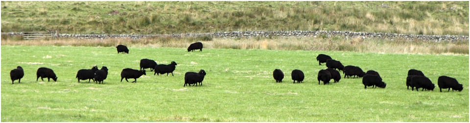 Undyed Hebridean Wool Hand-Knit Gloves