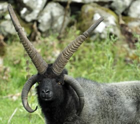 Undyed Hebridean Wool Hand-Knit Gloves